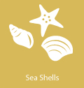 sea shells